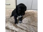 Adopt Sonny a Black Labrador Retriever, Cattle Dog