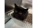 Adopt Little Toothless a Domestic Short Hair