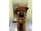 Adopt Gouda a Chow Chow, Mixed Breed