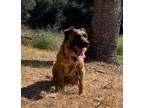 Adopt Tazo a Black - with Tan, Yellow or Fawn German Shepherd Dog / Pit Bull