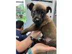 Adopt 55893044 a Belgian Shepherd / Malinois, Mixed Breed