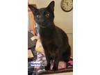 Adopt METRO a All Black Domestic Shorthair / Mixed (short coat) cat in Roseburg