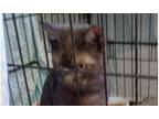 Adopt SMOKEY a Black (Mostly) Domestic Shorthair (short coat) cat in Roseburg