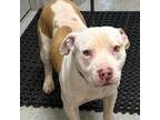 Adopt GCG-Stray-gc337 (Beamer) a Pit Bull Terrier