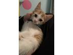 Adopt Gooseberry a Domestic Short Hair