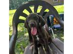German Shorthaired Pointer Puppy for sale in Strong, AR, USA