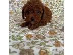 Poodle (Toy) Puppy for sale in Norman, OK, USA