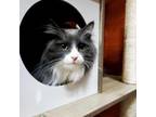 Adopt Rocky a Domestic Long Hair
