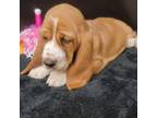 Basset Hound Puppy for sale in Burnsville, NC, USA