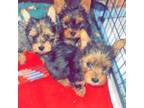 Yorkshire Terrier Puppy for sale in Madison, AL, USA