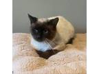 Adopt Mr. Bigglesworth a Siamese, Domestic Short Hair