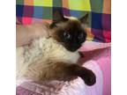 Adopt Snickers 3 a Siamese, Domestic Short Hair