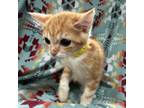 Adopt Cheetah a Domestic Medium Hair