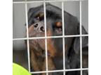 Adopt Nick a Rottweiler