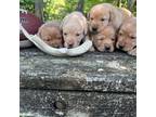 Male puppies