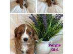 Cavapoo Puppy for sale in Caldwell, ID, USA