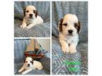 Cavapoo Puppy for sale in Caldwell, ID, USA