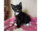 Adopt Booker a Domestic Short Hair