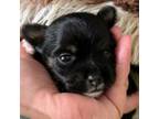 Chorkie Puppy for sale in North Port, FL, USA