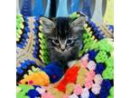 Adopt Crookshanks a Domestic Medium Hair