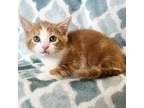 Adopt Turmeric a Domestic Short Hair