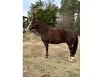 10yr 15 hand Gelding