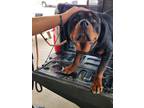 Adopt Palmer a Rottweiler