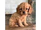 Cavapoo Puppy for sale in Millville, NJ, USA
