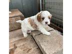 Cavapoo Puppy for sale in Millville, NJ, USA
