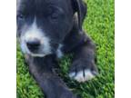 Canis Panther Puppy for sale in Maricopa, AZ, USA