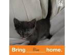 Adopt Blue a Domestic Short Hair