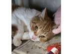 Adopt Bolsa a Domestic Short Hair