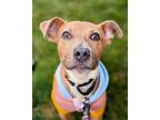 Adopt Levi a Mixed Breed