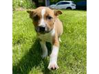 Adopt Boots a Mixed Breed