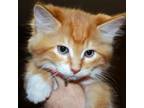 Adopt Mick a Domestic Medium Hair