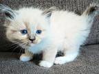 Riley TICA Registered Ragdoll