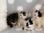 Cute Litter Of Kittens