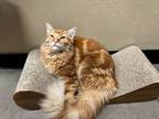 Adopt Griffin a Domestic Long Hair
