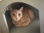 Adopt Carver a Domestic Short Hair