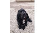 Adopt Raphael a Cocker Spaniel