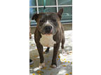 Adopt David a Pit Bull Terrier