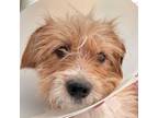 Adopt Toto a Terrier