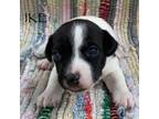 Parson Russell Terrier Puppy for sale in Westville, OK, USA