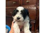 Maltipoo Puppy for sale in Carriere, MS, USA