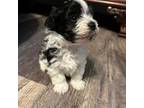 Maltipoo Puppy for sale in Carriere, MS, USA
