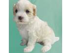 Maltipoo Puppy for sale in Bogue Chitto, MS, USA
