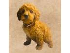Poodle (Toy) Puppy for sale in Bogue Chitto, MS, USA