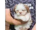 Shih Tzu Puppy for sale in Toccoa, GA, USA