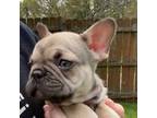 French Bulldog Puppy for sale in Medway, OH, USA