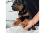 Doberman Pinscher Puppy for sale in Newton, NC, USA